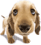 Moon Puppy